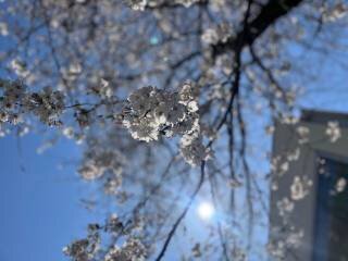 白梅学園の桜が満開です