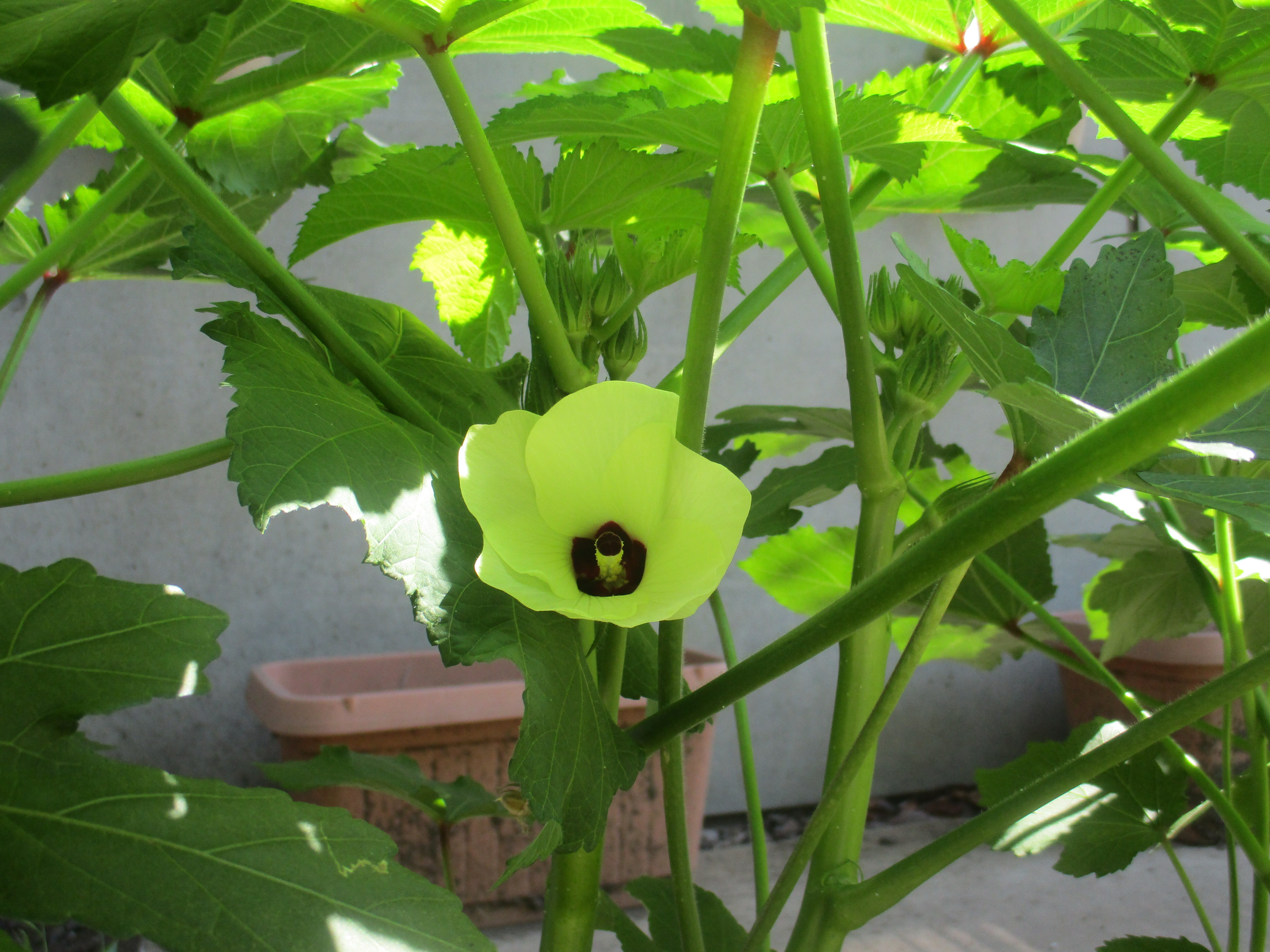 夏野菜を育てています～続報～