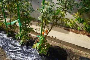 夏野菜が順調に育っています
