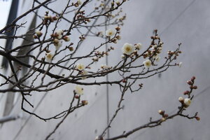 努力は、もうすぐ花になる。