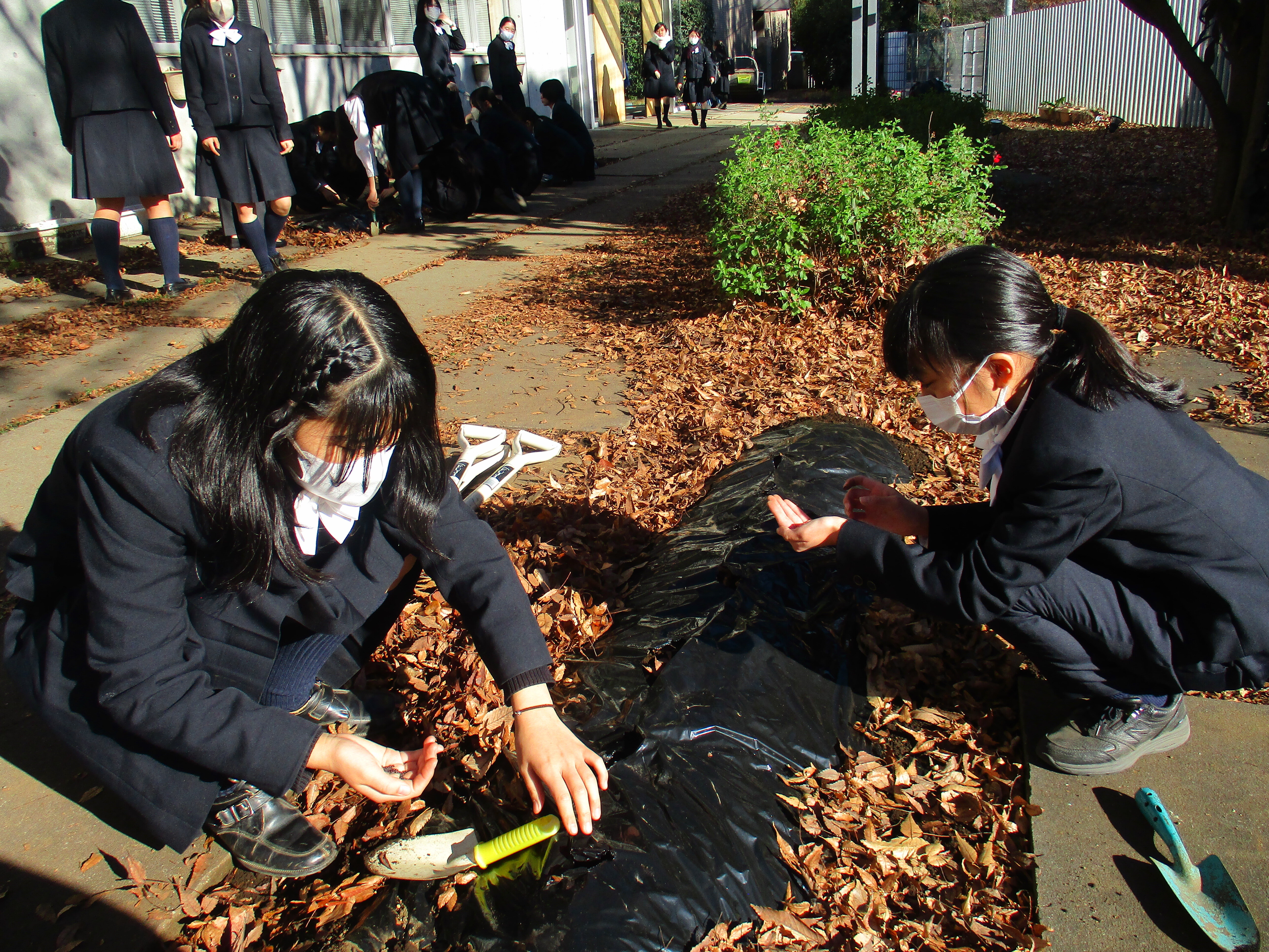 園芸委員会～種まきをしました～