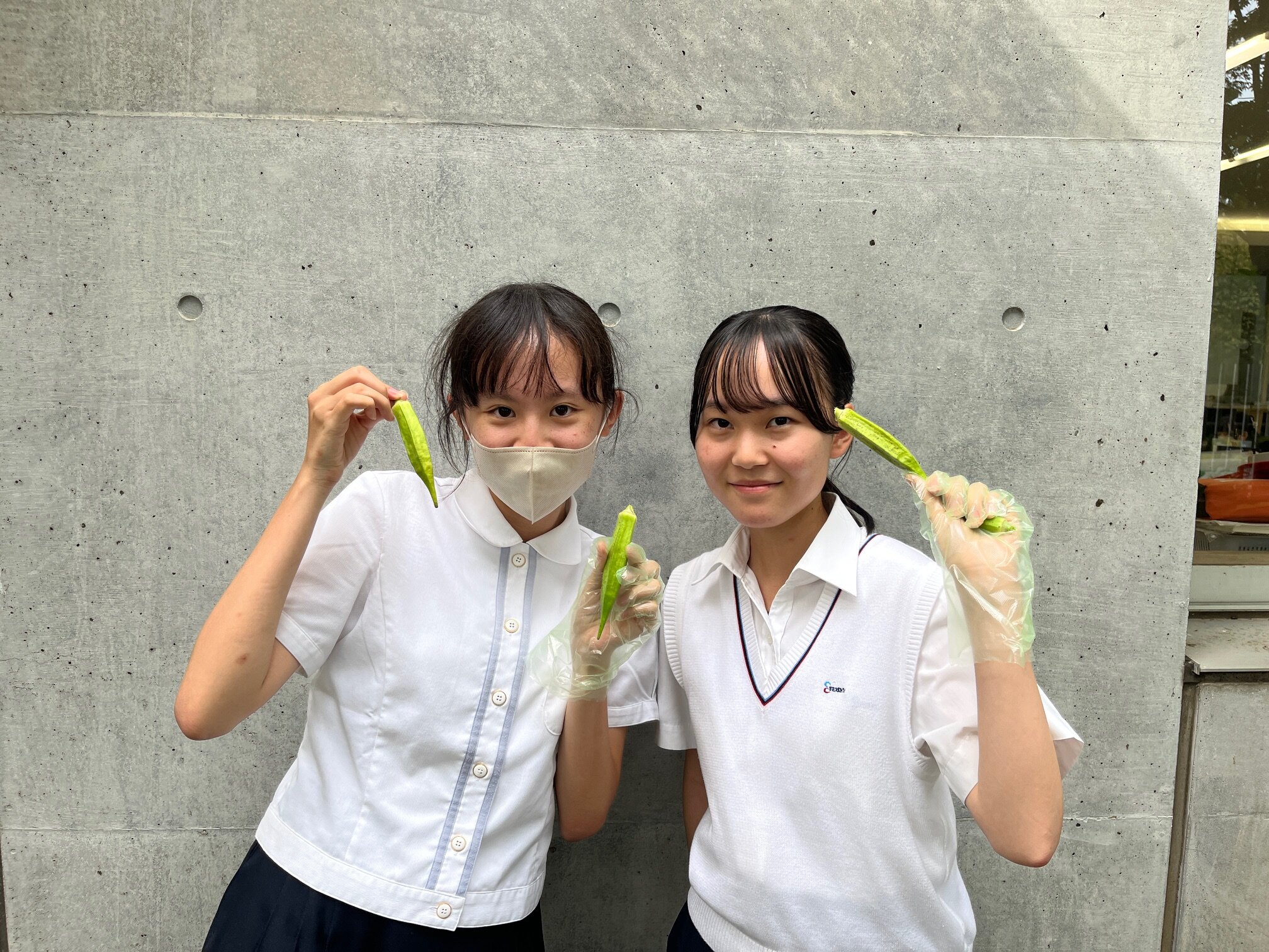 オクラの収穫