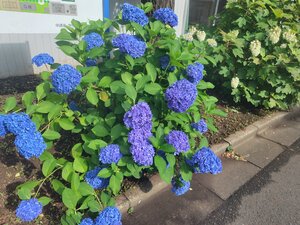 250616073658134.JPG